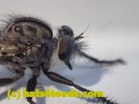 /home//u458753944/public_html/sourcegallery////////////Insects and small critters/flies (Diptera)/P7100965.JPG
